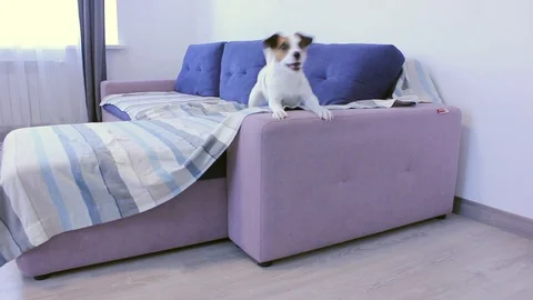 Dog with ball Stock Footage 128977261