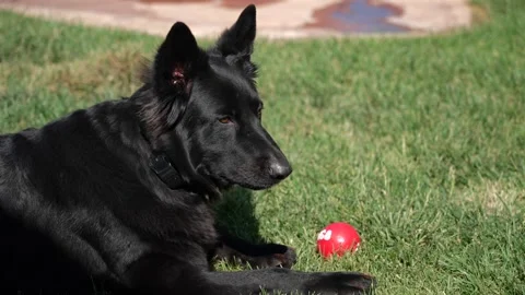 Dog with a ball Stock Footage 311745269