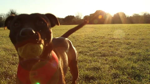 Dog With Ball In Park Stock Footage 45520580
