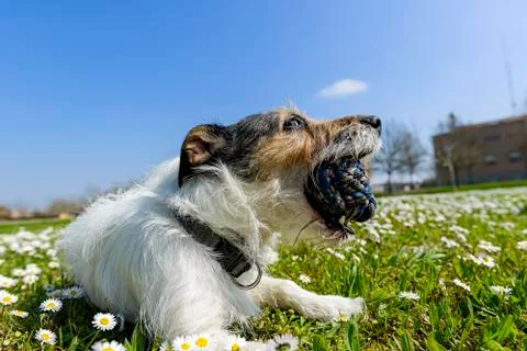 Dog with ball Foto stock