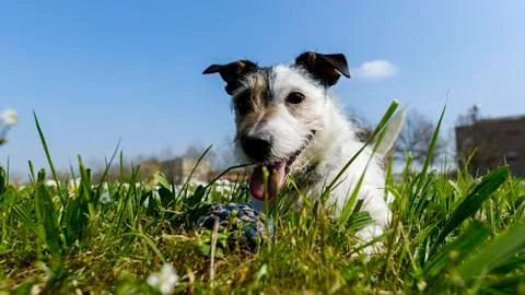 Dog with ball Foto stock