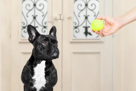 Dog with ball Stock Photos