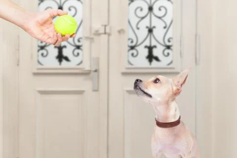 Dog with ball Foto stock