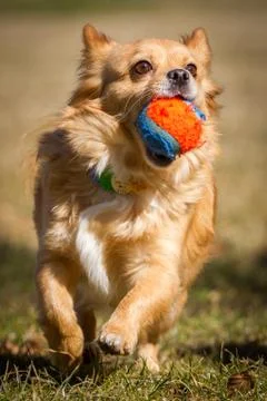 Dog with ball Stock Photos
