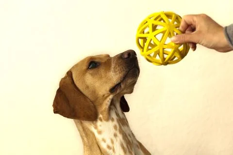Dog with ball Stock Photos