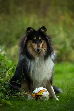 Dog with a ball Stock Photos