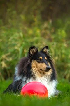Dog with a ball Stock Photos