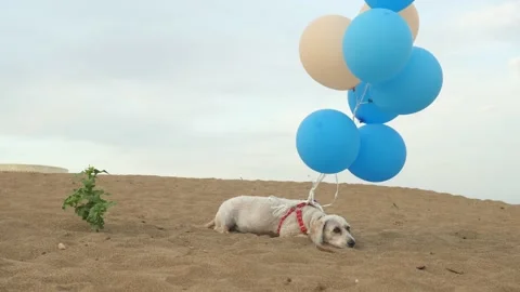 Dog with balloons on the beach Stock Footage 132271826