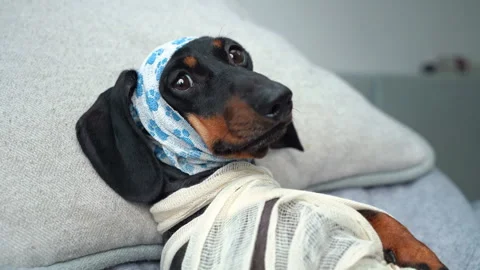 Dog with bandages shaking with fear Stock Video Pond5