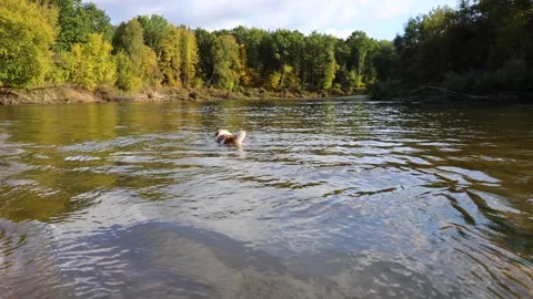 A dog on the bank of a forest river. A wirehaired Jack Russell wades through the Stock Footage 317463091