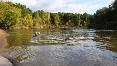 A dog on the bank of a forest river. A wirehaired Jack Russell wades through the Stock Footage 317463100