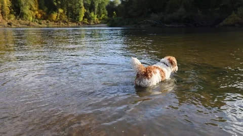 A dog on the bank of a forest river. A wirehaired Jack Russell wades through the Stock Footage 317463129