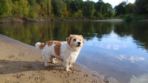 A dog on the bank of a forest river. A wirehaired Jack Russell wades through the Stock Footage 317463140