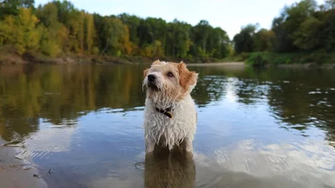 A dog on the bank of a forest river. A wirehaired Jack Russell wades through the Stock Footage 317463159