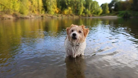A dog on the bank of a forest river. A wirehaired Jack Russell wades through the Stock Footage 317463179
