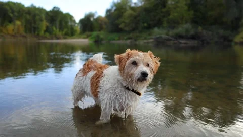 A dog on the bank of a forest river. A wirehaired Jack Russell wades through the Stock Footage 317463185