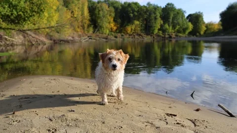 A dog on the bank of a forest river. A wirehaired Jack Russell wades through the Stock Footage 317463220