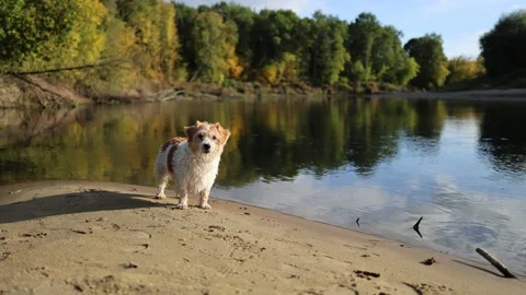 A dog on the bank of a forest river. A wirehaired Jack Russell wades through the Stock Footage 317463284