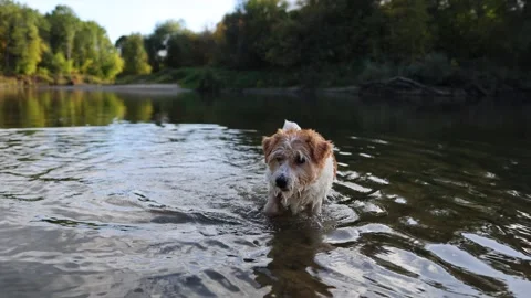 A dog on the bank of a forest river. A wirehaired Jack Russell wades through the Stock Footage 317463289