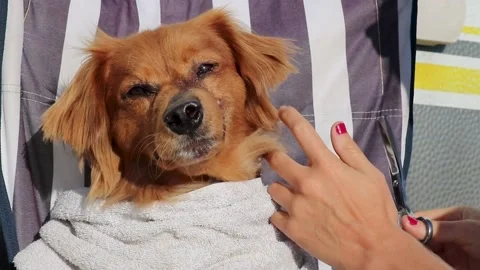 Dog at barber Stock Footage 231869479