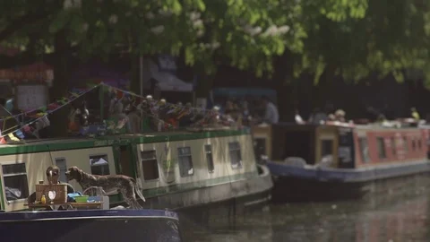 Dog on Barge on a summer day Stock Footage 93201575