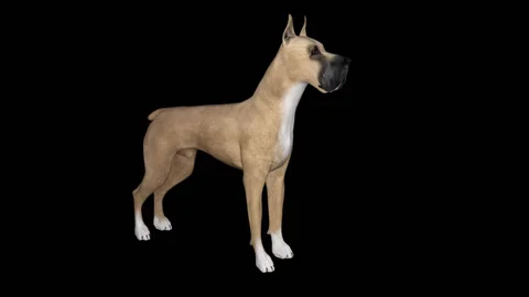 Dog bark, loop, animation, transparent background Stock Footage 98231558