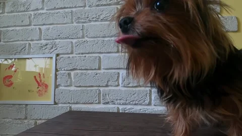 The dog barked but calmed down when he was stroked. Video stock 256429503