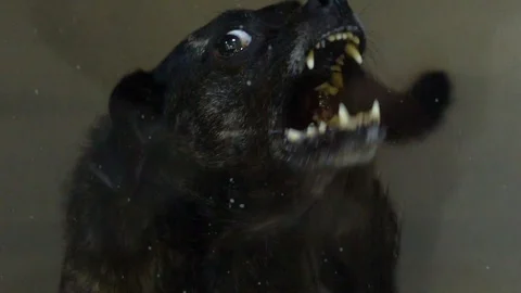 Dog Barking 120 Fps Stock Footage 94338199
