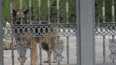 Dog Barking 1920x1080 Stock Footage 4955882