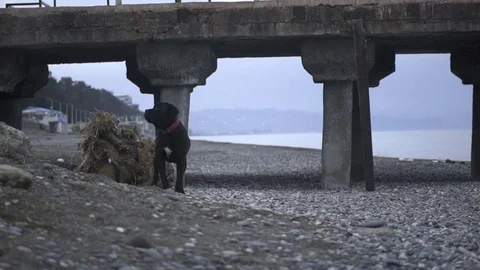 Dog barking and running under the jetty in slow motion Stock-Footage 72501967