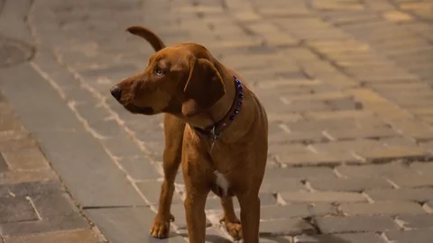 Dog Barking And Wagging Tail Stock Footage 122175867