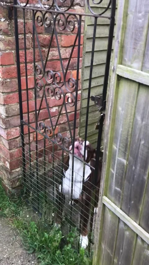 A dog barking in a backyard Stock Footage 292752398