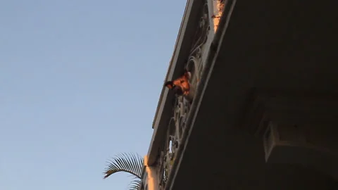 Dog Barking from Balcony Looking Down Stock Footage 185093830