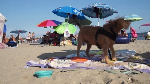 Dog is barking on the beach Stock Footage 96772553