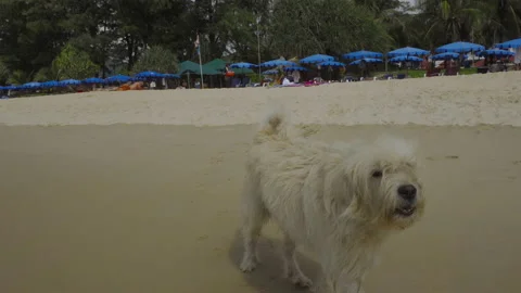 Dog barking on the beach Stock Footage 237998622