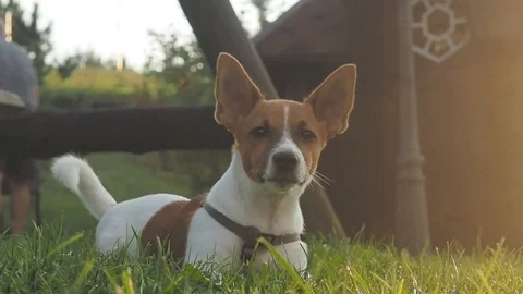 DOG BARKING AT THE CAMERA Stock Footage 97525241