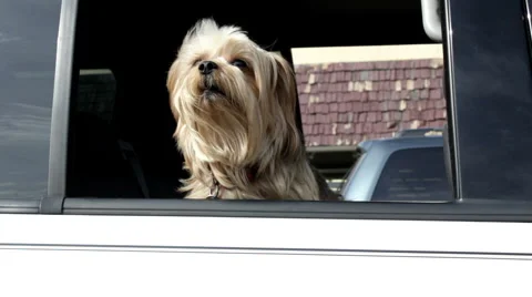 Dog barking in car 스톡 동영상 1003640