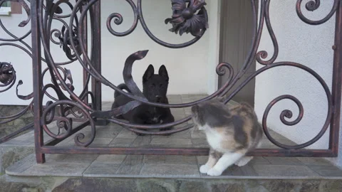 Dog barking at the cat Video stock 304264052