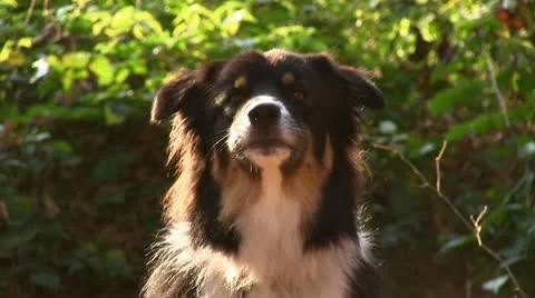 Dog barking close up Stock Footage 9105937