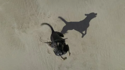 Dog barking at drone Stock Footage 277923687