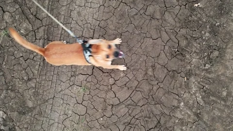 Dog Barking at Drone Top Down Shot Vidéo 289670072