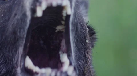 Dog barking during the day Stock Footage 67554879