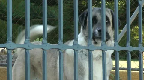 Dog Barking Video stock 10573274