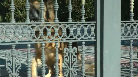 Dog Barking Stock Footage 10573314