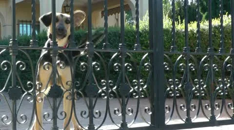 Dog Barking Stock Footage 10575553