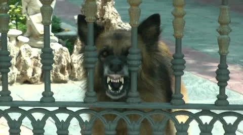 Dog Barking Stock Footage 11472375