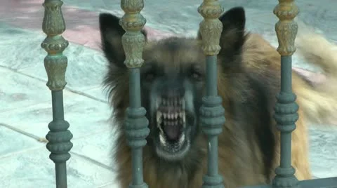 Dog Barking Stock Footage 11472653