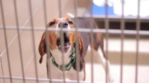 Dog barking Stock Footage 49356637