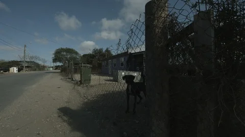 Dog barking Video stock 87708222