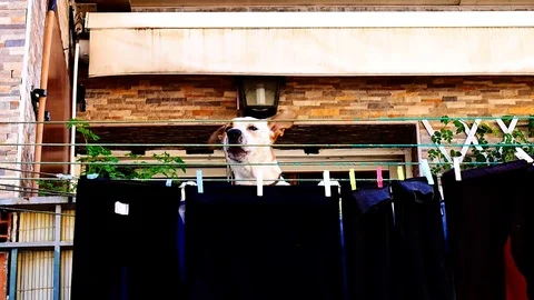 Dog Barking Stock Footage 99182370